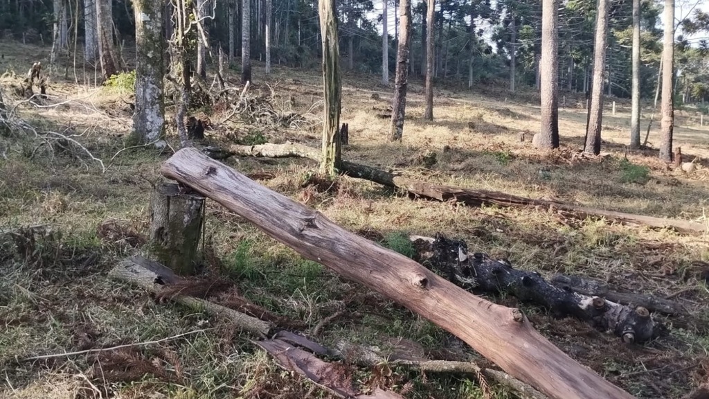 Polícia Militar Ambiental flagra desmatamento ilegal de Mata Atlântica em Celso Ramos