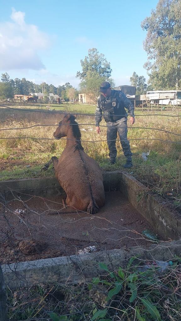 Cavalo é resgatado de poço no bairro Chácara do Sol