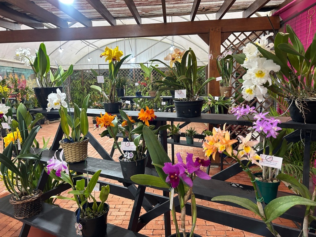 Festival das Flores de Inverno colore Joinville e encanta visitantes durante o mês de julho