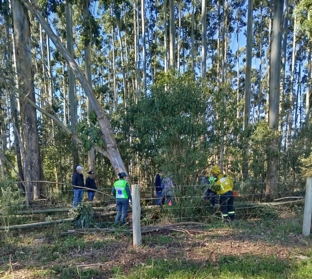 Bombeiros atuam em ocorrências com queda de árvores devido a ventos fortes em Santa Catarina