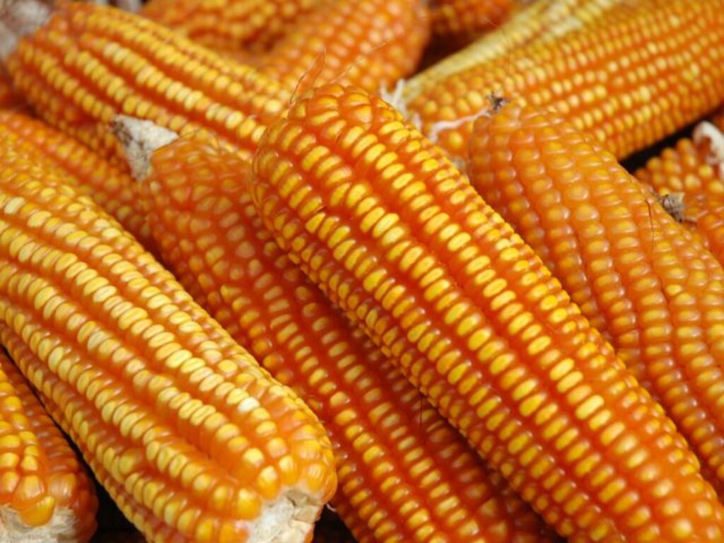 Programa Monitora Milho SC chega ao aplicativo Epagri MOB