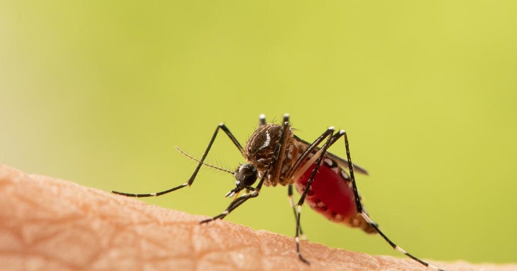 Município chega a 50 casos de dengue