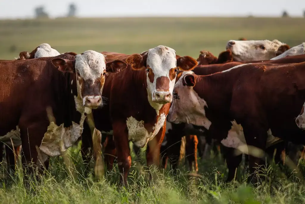 Dom Pedrito projeta o Pampa como potência agropecuária sustentável