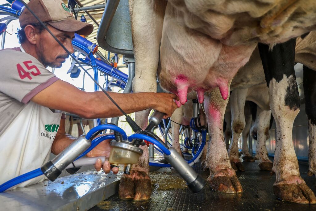 Santa Catarina renova medida para proteger indústria leiteira e garantir competitividade dos produtores locais