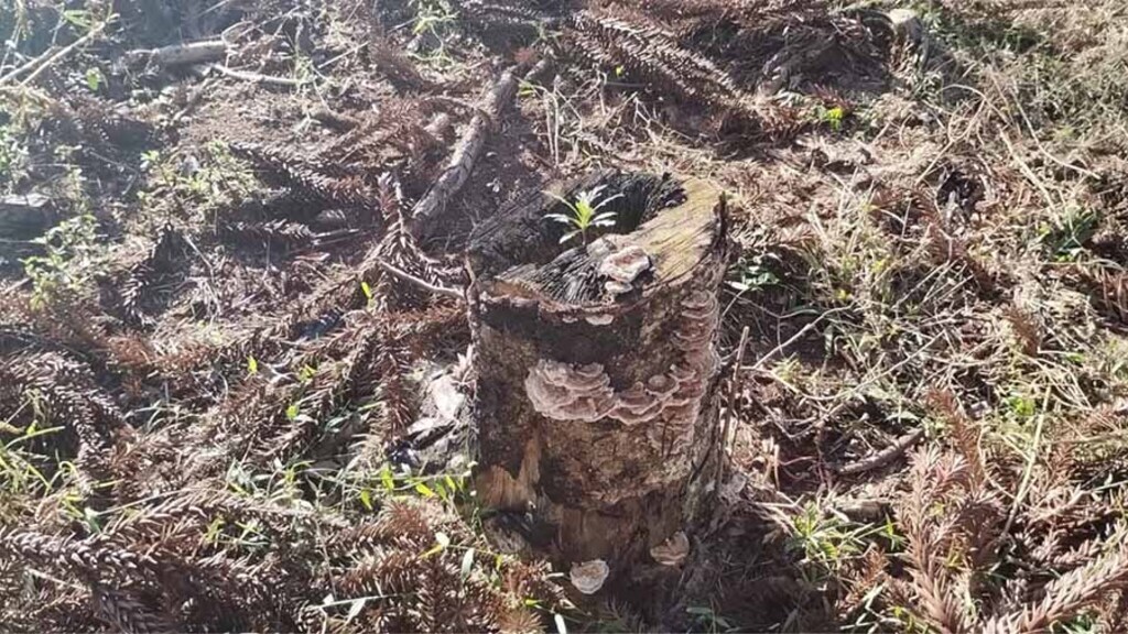 Desmatamento ilegal de 2,26 hectares resulta em autuação