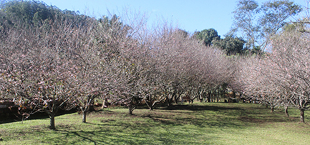 Visita ao Museu e à floração das cerejeiras