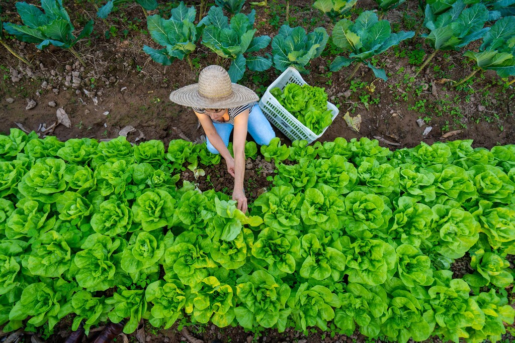 Cursos gratuitos para produtores rurais estão com inscrições abertas em Joinville