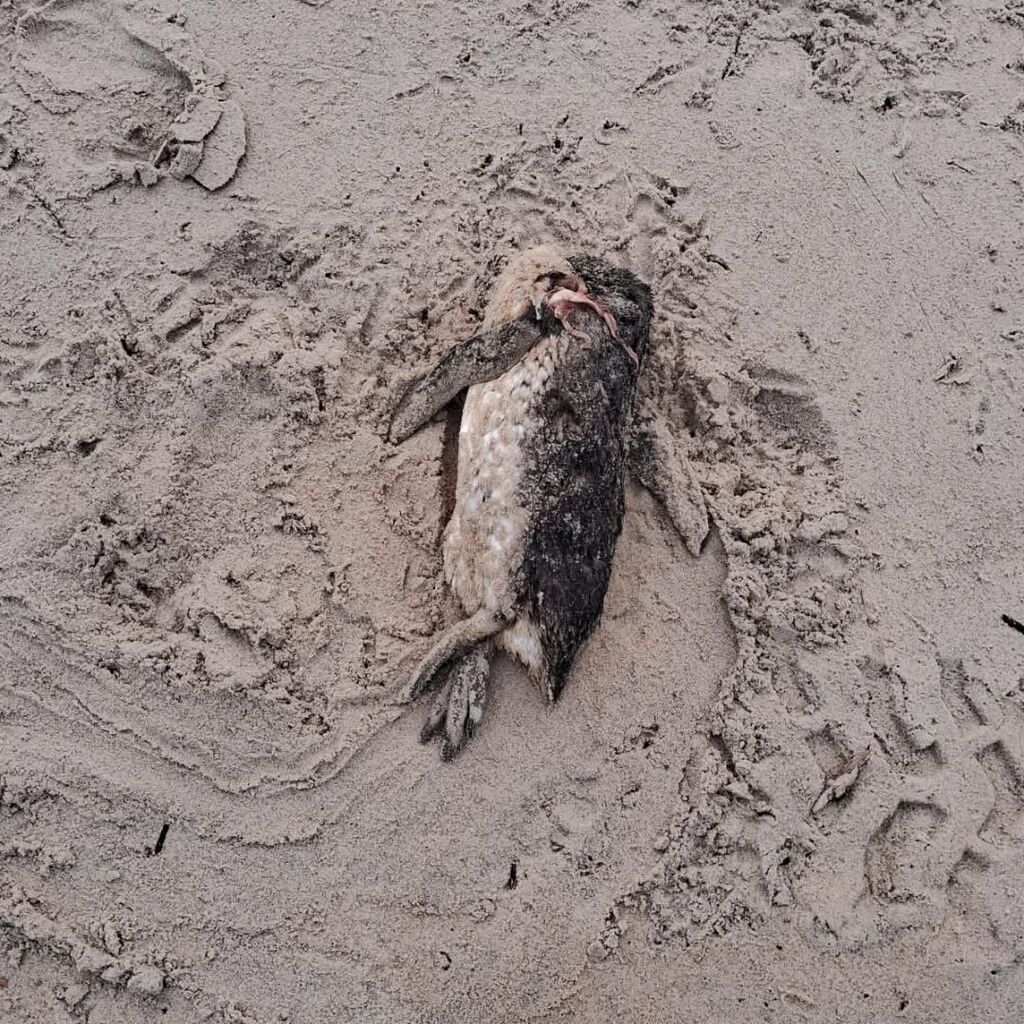 Pesca ilegal com redes de emalhe ameaça vida marinha na Praia do Ervino
