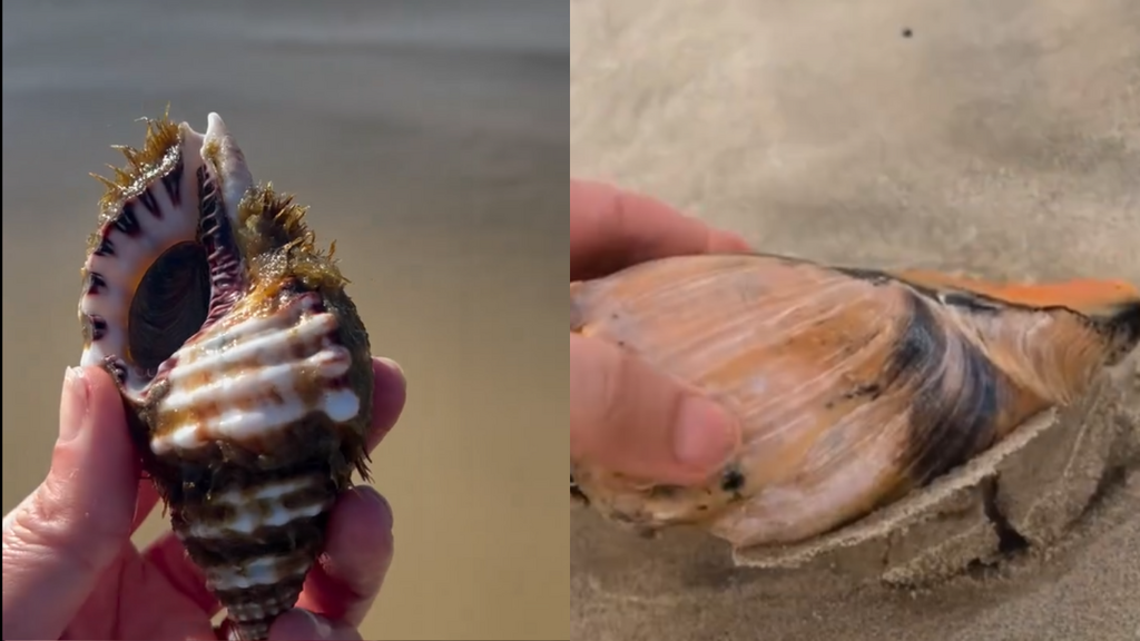 Conchas gigantes: fenômeno raro transforma faixa de areia em Laguna e viraliza nas redes