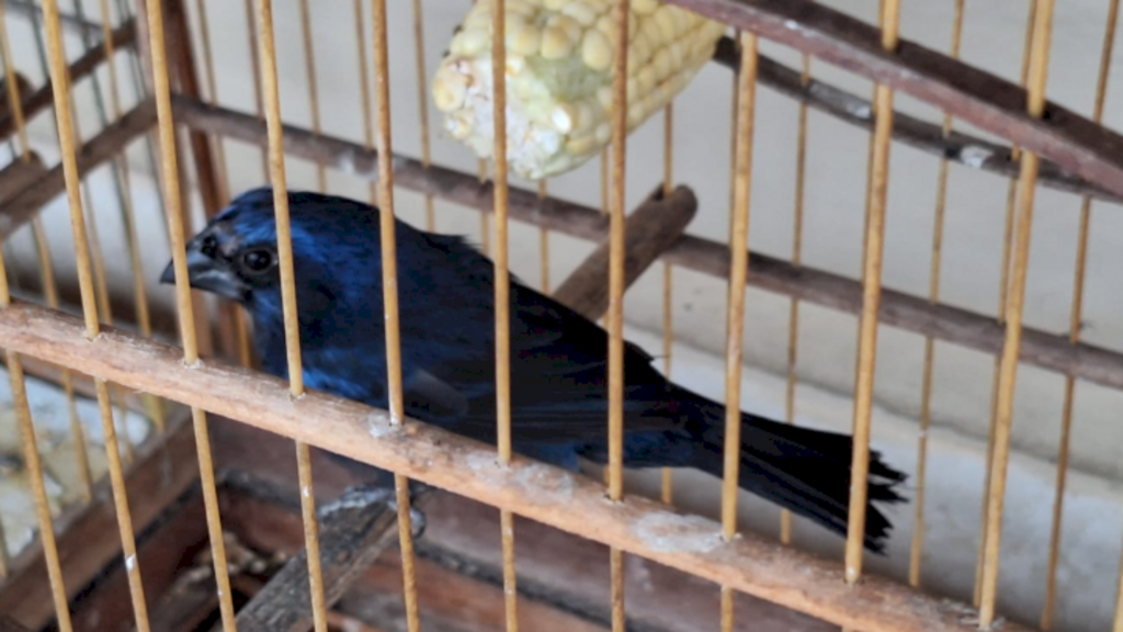Aves mantidas em cativeiro são resgatadas em São José do Cerrito