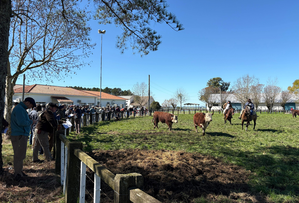 Eficiência alimentar: touros da Santa Tereza vencem prova em Bagé