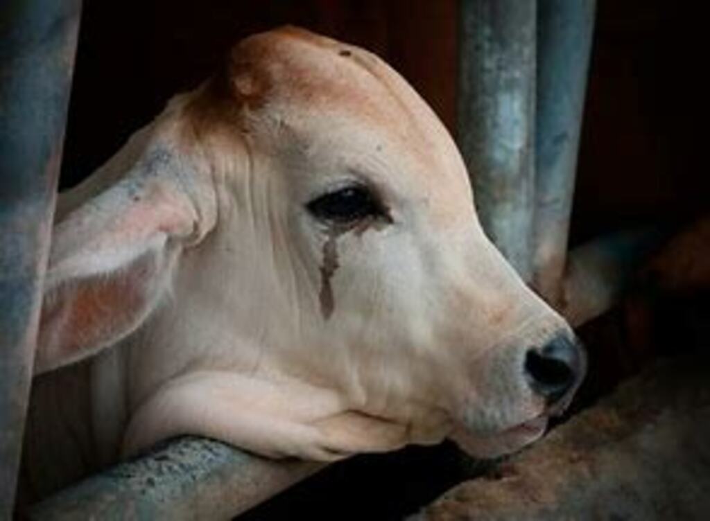 MPSC apura abatedouros em Joinville por possíveis irregularidades quanto à proteção e bem-estar animal