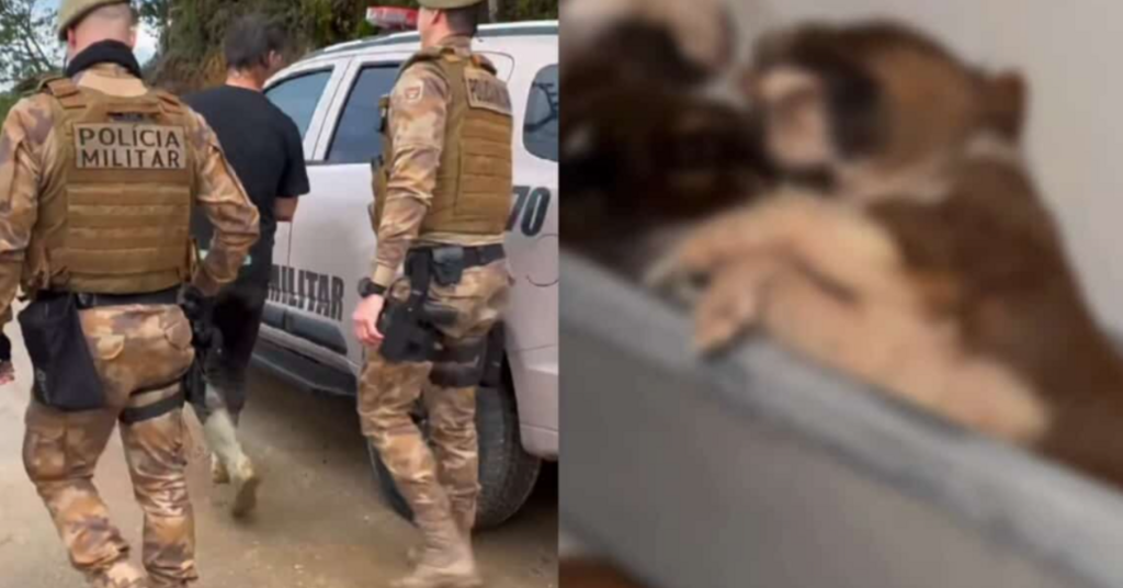 Quase 80 cães são resgatados em situação de maus-tratos em SC