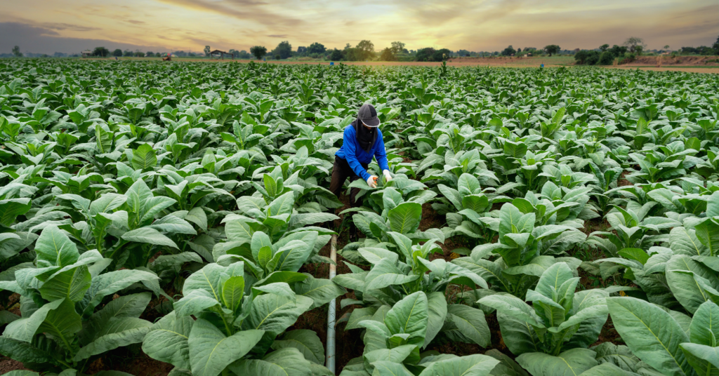 Tabaco brasileiro não escapa da tarifa de 50% imposta pelos EUA