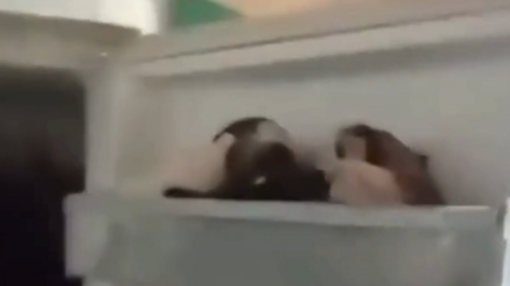 Imagem reprodução redes sociais - Em SC: quase 80 cães são resgatados em situação crítica e animais mortos foram  encontrados em geladeira