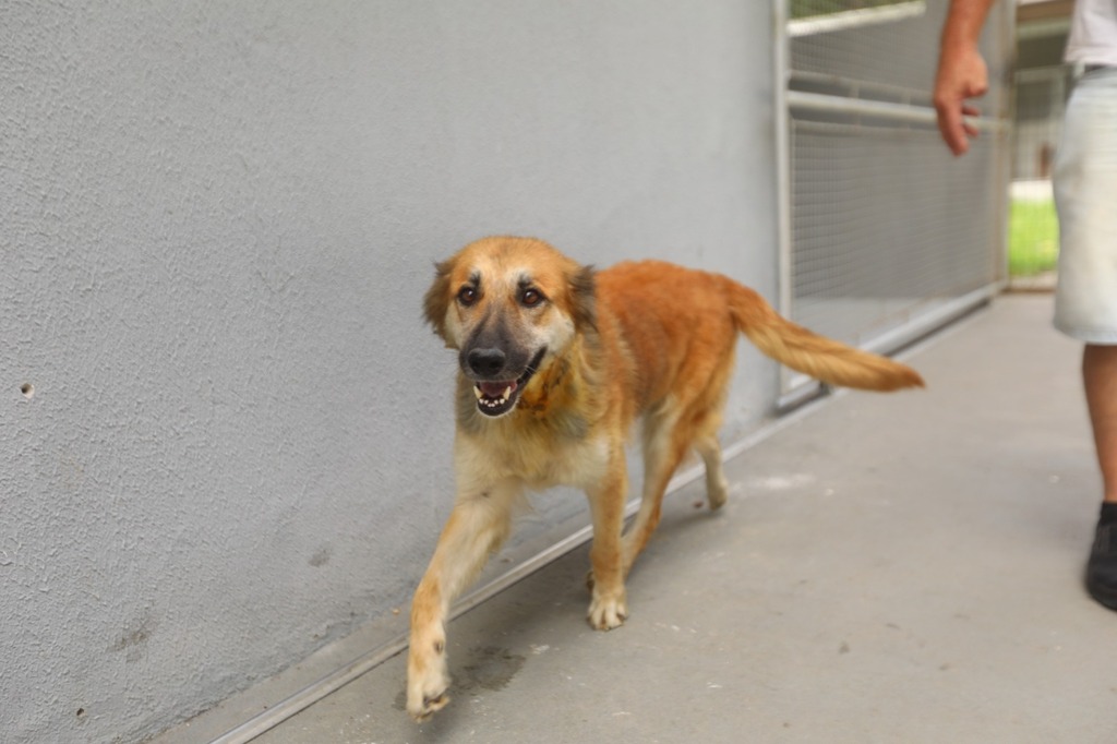 São Francisco do Sul promove Semana Municipal de Proteção Animal com programação especial para toda a comunidade