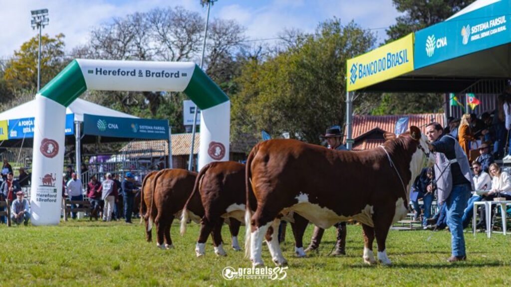 ABHB lidera inscrições de bovinos de corte na 46ª Expointer