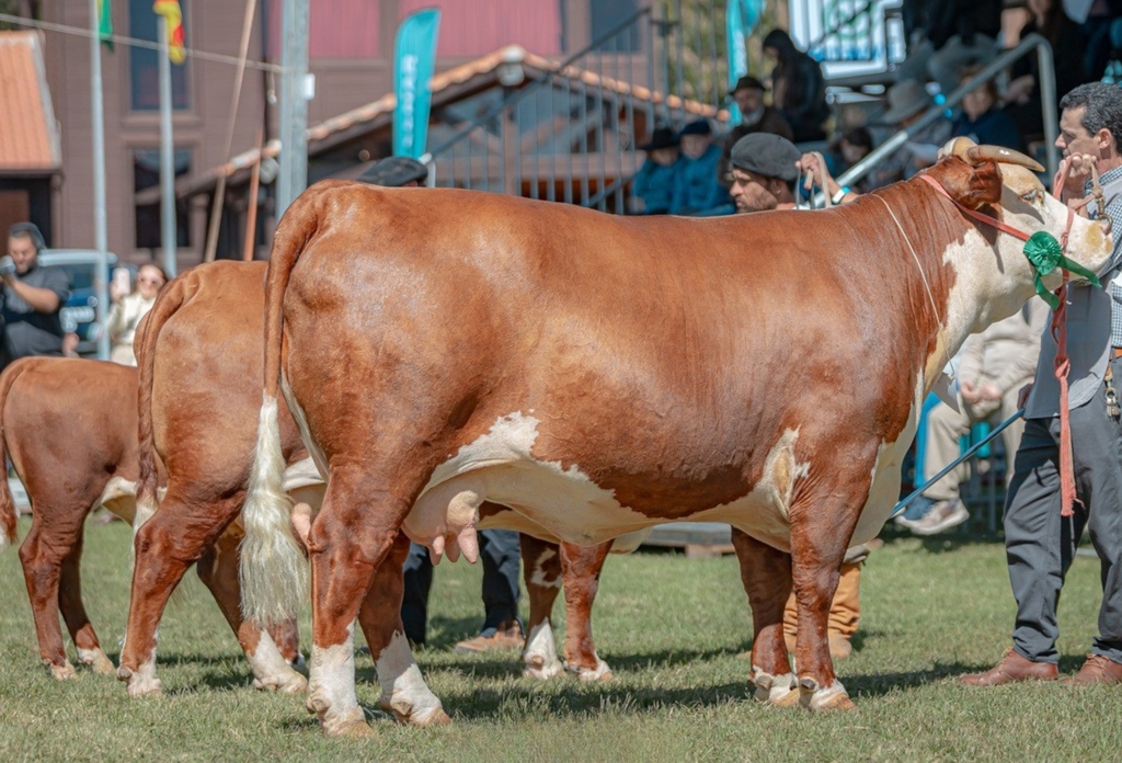ABHB amplia participação com aumento de animais Hereford e Braford