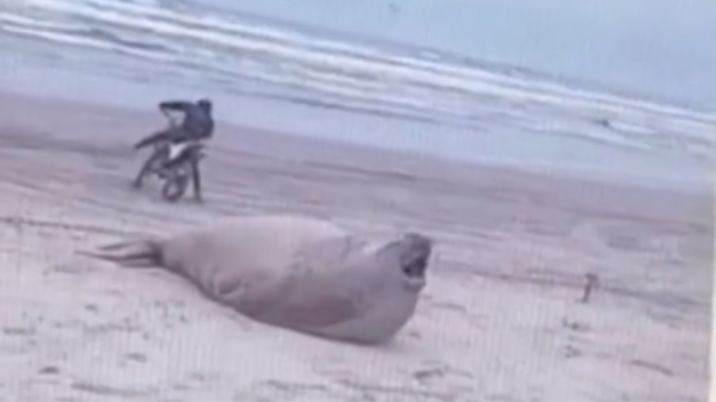 Elefante-marinho é perturbado por pessoas em SC e volta ao mar antes do previsto; confira o vídeo