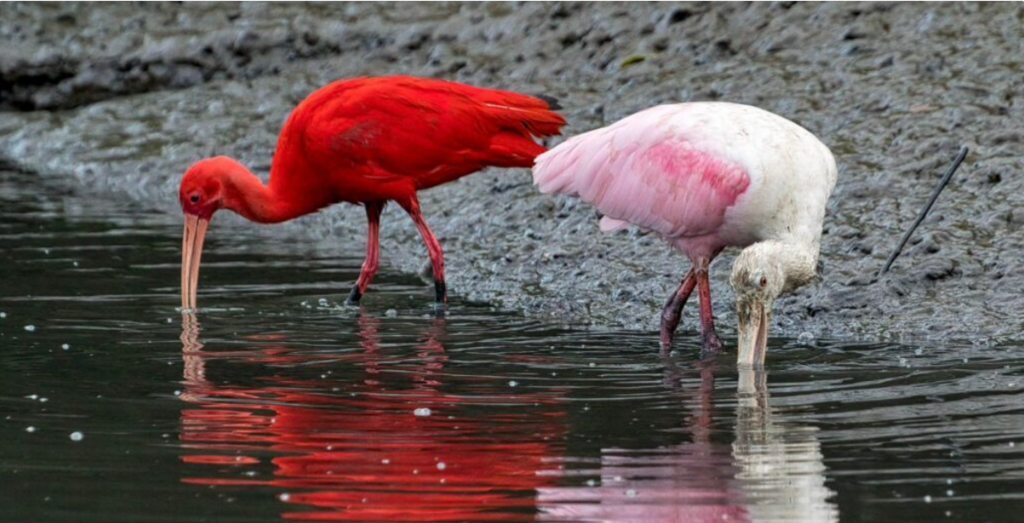 Joinville lança 1º Concurso Fotográfico “Aves em Foco”