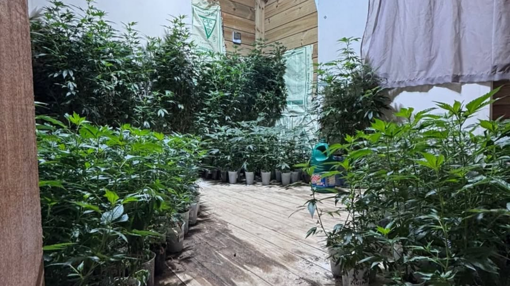 Imagem divulgação PMSC - Estufa de maconha com mais de 600 pés é descoberta após denúncia em Imbituba