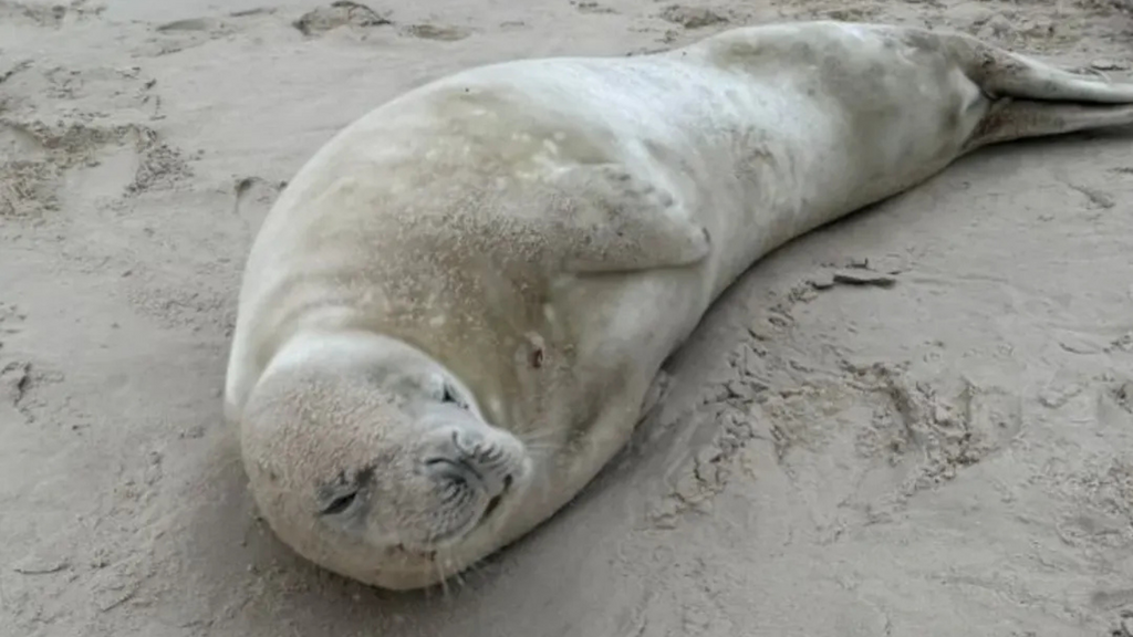 Garopaba recebe visita rara de foca-caranguejeira e especialistas reforçam cuidados; confira o vídeo