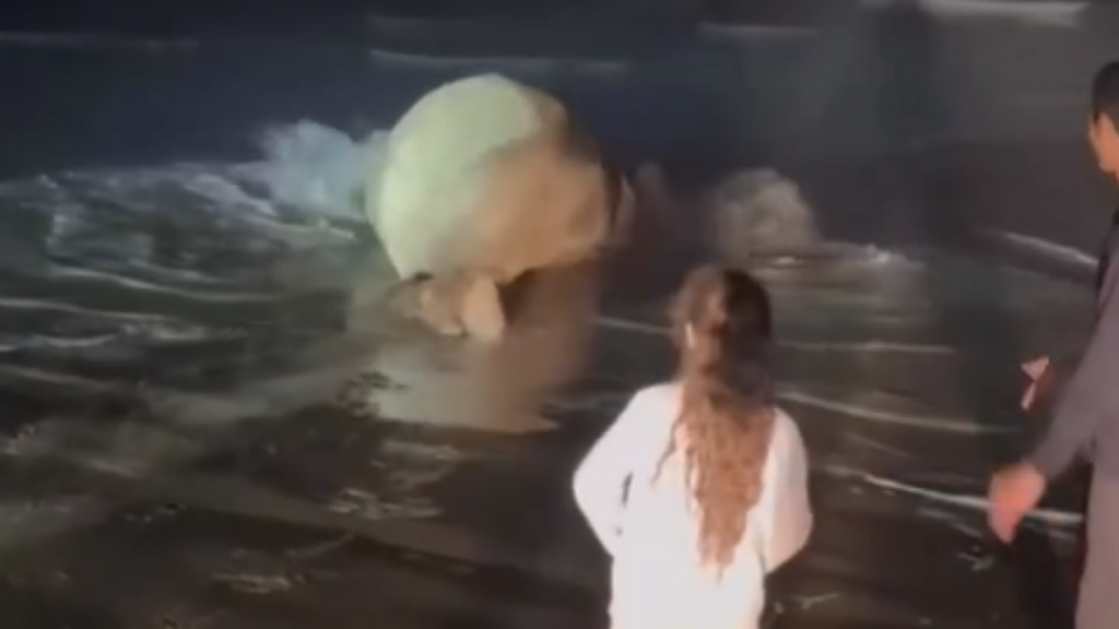 ATUALIZAÇÃO: Homem que perseguiu elefante-marinho em praia do Sul de SC é multado em R$7,5 mil pelo Ibama