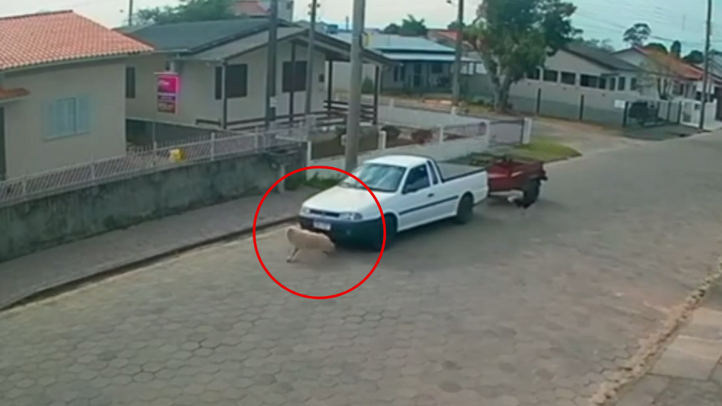 Foto: Reprodução Internet/ G1 - Polícia investiga atropelamento de cachorro flagrado por câmeras