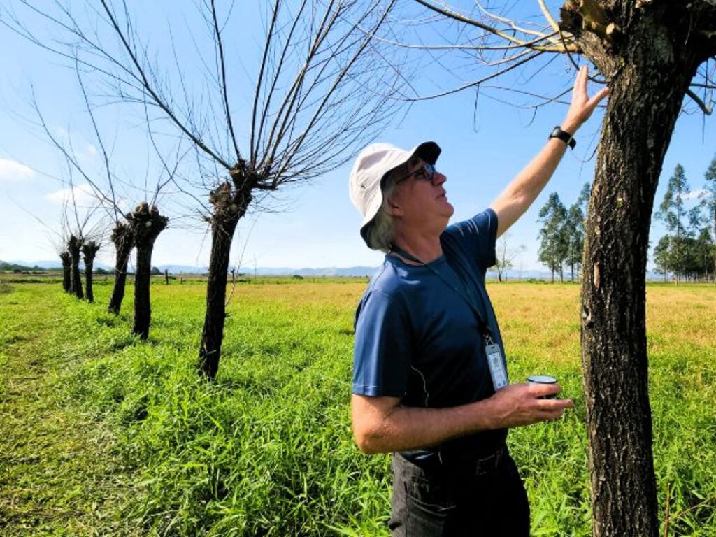 Epagri confirma benefícios dos mourões vivos em propriedades rurais