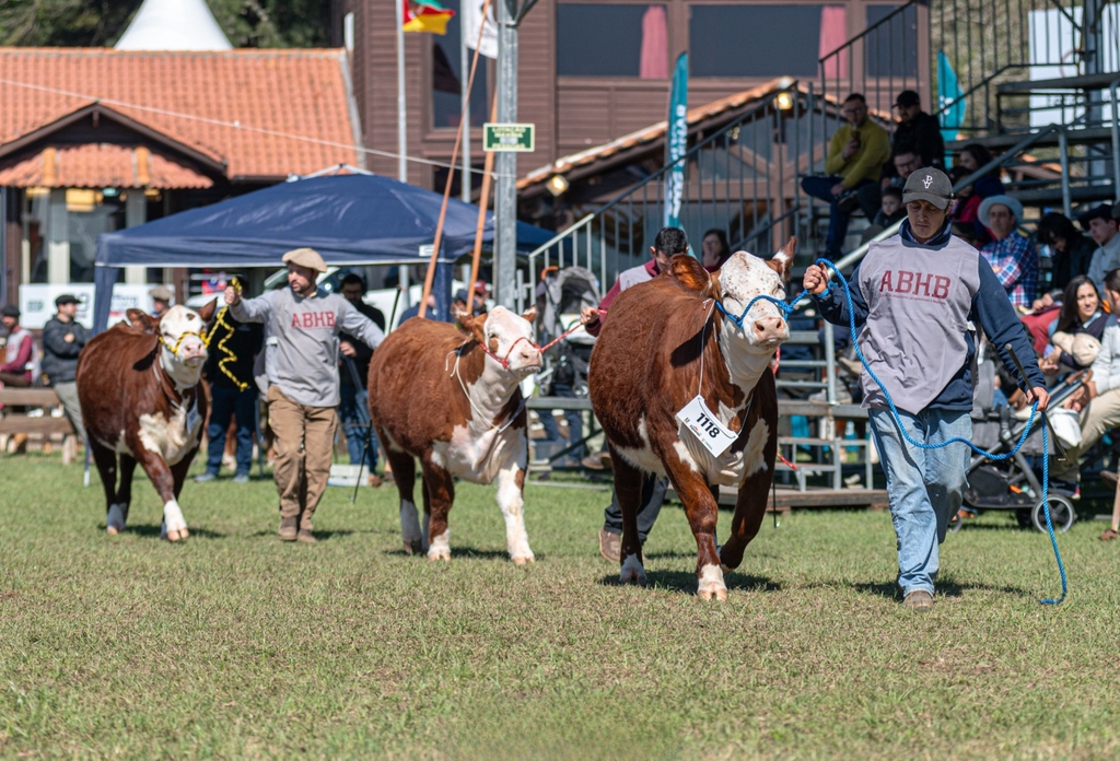 Hereford e Braford terão agenda intensa na 48ª Expointer