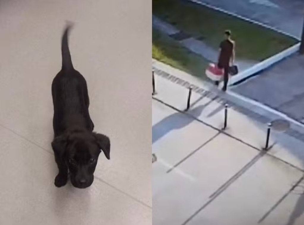 Homem é preso após abandonar cadela de 3 meses no Aeroporto de Florianópolis
