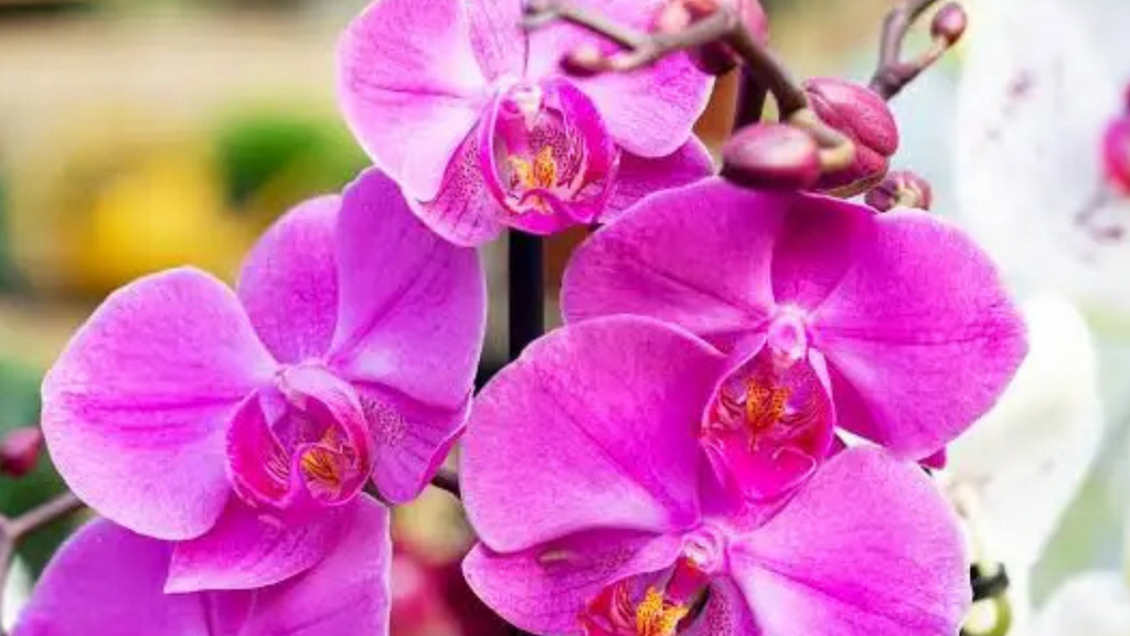 Caoma realizará exposição de Orquídeas em outubro