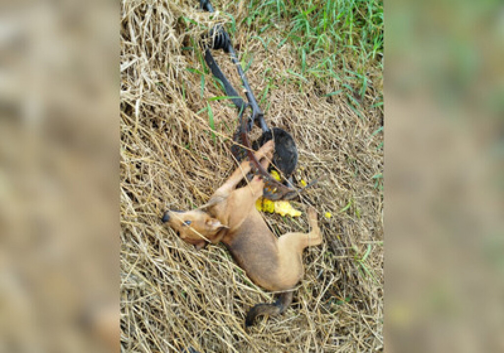 Bombeiros resgatam cachorro preso em armadilha em SC