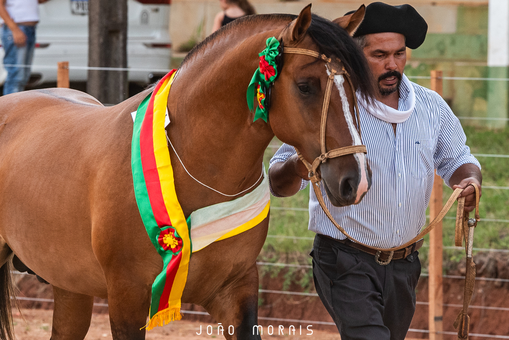 ABCCC inicia calendário de provas do Cavalo Crioulo 2025