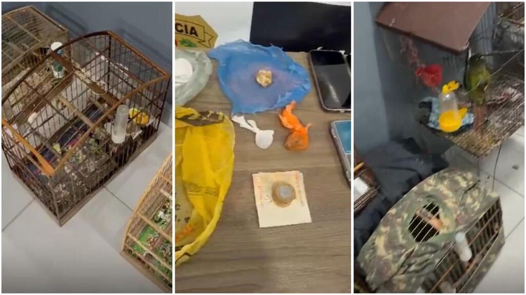 POLÍCIA CIVIL REALIZA PRISÃO EM FLAGRANTE POR TRÁFICO DE DROGAS E CRIMES AMBIENTAIS EM RODEIO