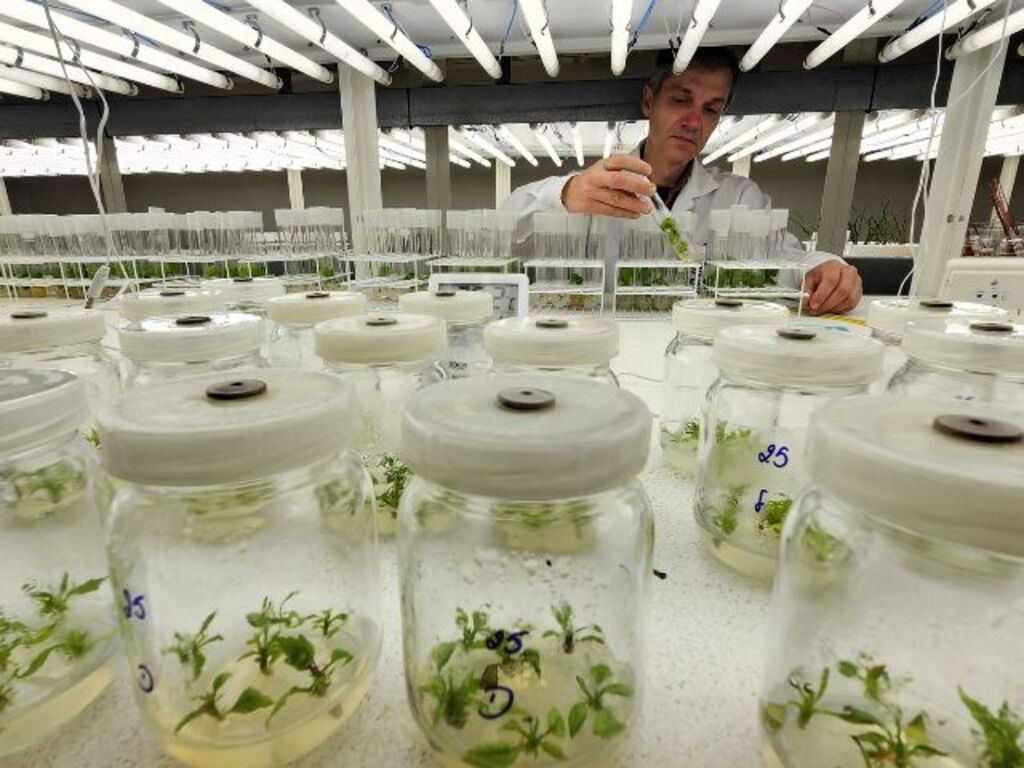 Epagri de Lages produz mudas de plantas frutíferas livres de vírus