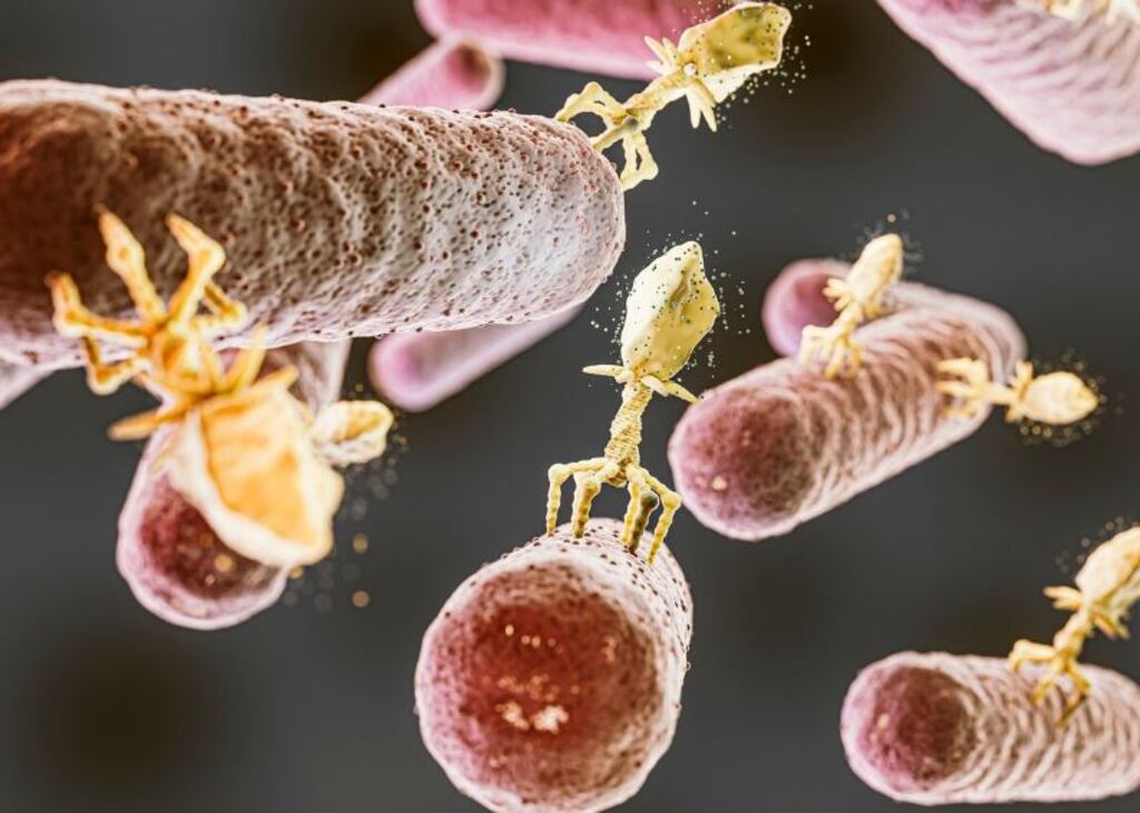 EUA confirmam primeiro caso humano de verme parasita que devora tecidos