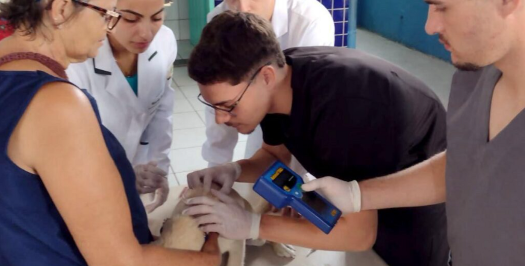 Animais de Joinville recebem microchipagem gratuita no sábado