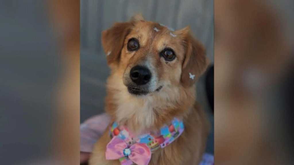 Reprodução Redes Sociais - Onda de envenenamentos deixa mais de 15 cães mortos em SC