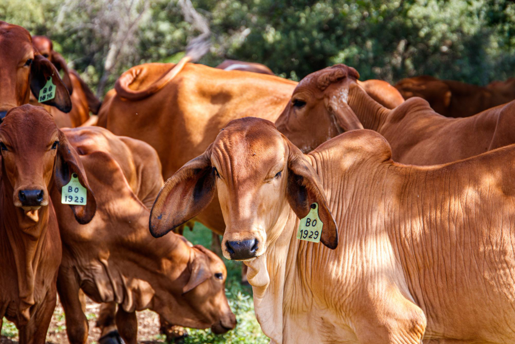 México inicia auditoria em frigoríficos brasileiros para ampliar exportações de carne bovina
