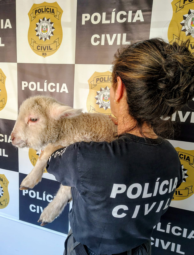 Ovino em maus-tratos é resgatado em apartamento da Cohab