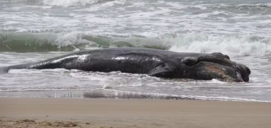 Filhote de baleia-franca é encontrado morto em Santa Catarina