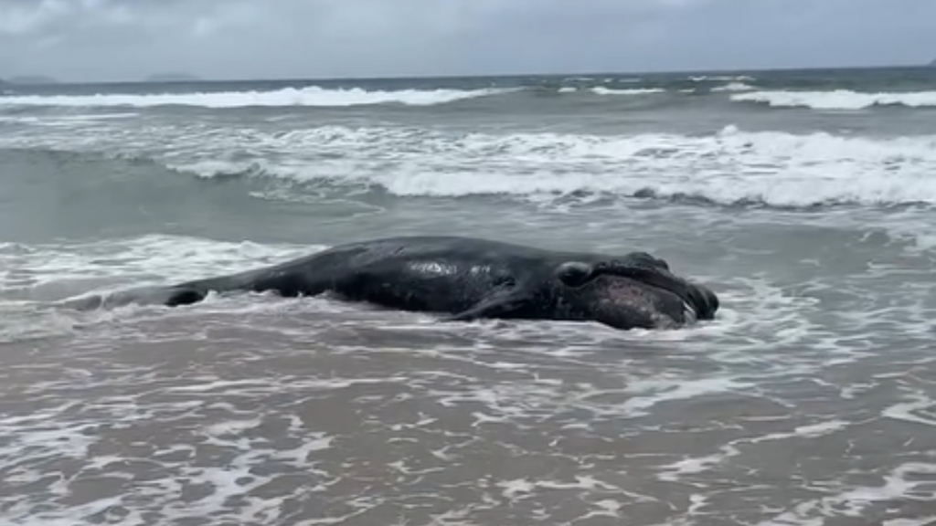 Filhote de baleia-franca é encontrado morto em praia de Garopaba; confira o vídeo