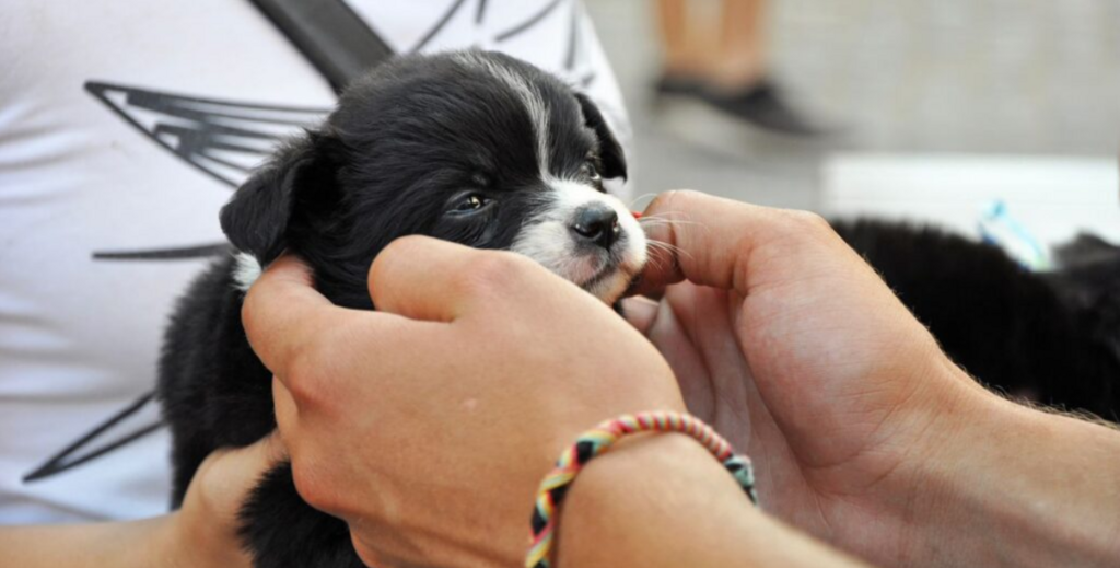 Joinville abre cadastro para protetores independentes de animais