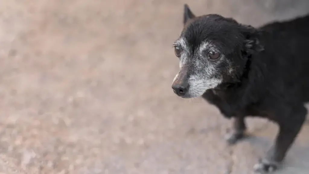 Projeto de lei busca incentivar adoção de cães e gatos idosos em Joinville