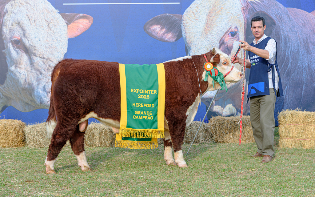 Gigantes Hereford brilham na Expointer