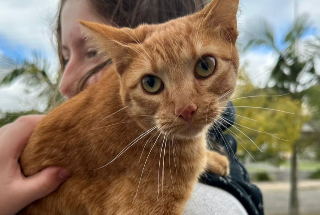Bem-estar animal: Morro da Fumaça ultrapassa a marca de 500 animais castrados gratuitamente em 2025