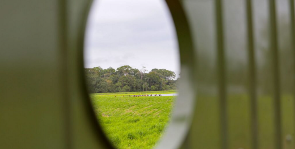 Joinville inaugura observatórios de aves na ETE Jarivatuba