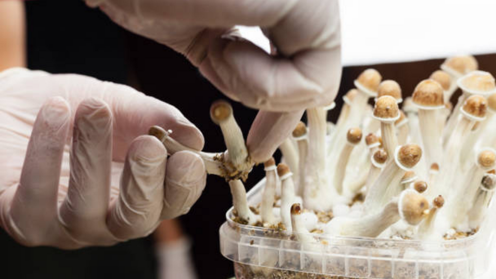 Imagem iStock - Polícia desarticula maior rede de venda de cogumelos alucinógenos do Brasil