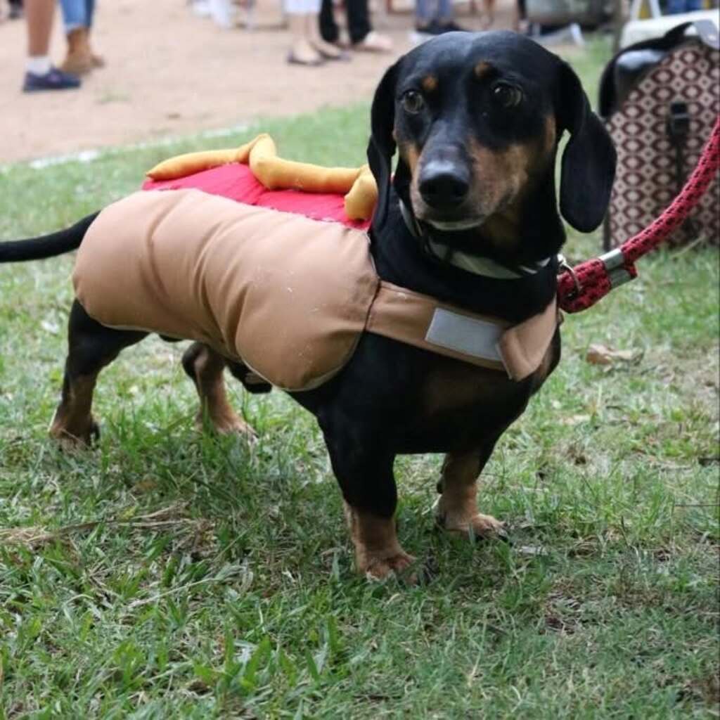 Cãominhada integra programação do Dia da Independência
